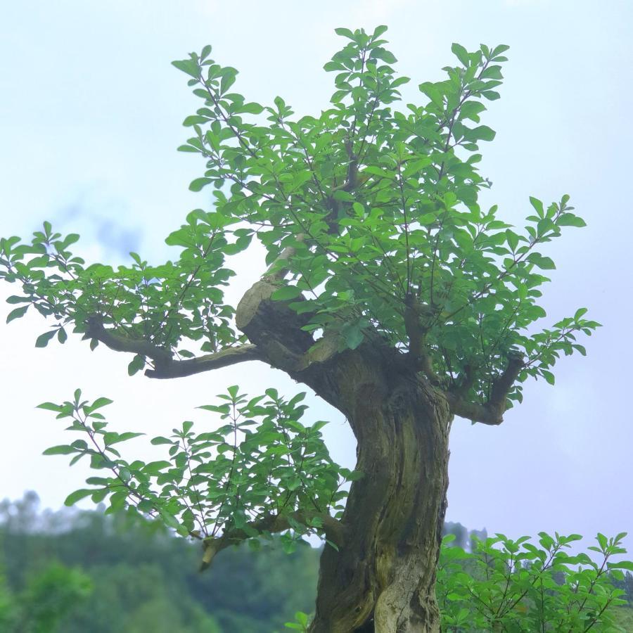 Alam Bali Lake View Bangli ภายนอก รูปภาพ